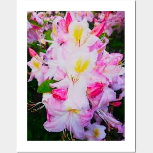 Beautiful Garden White Lily Flowers Posters and Art